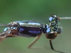Cyanallagma bonariense