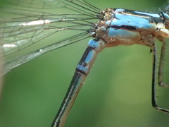 Cyanallagma bonariense