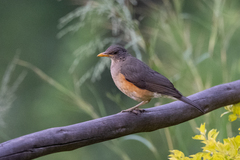 Turdus pelios