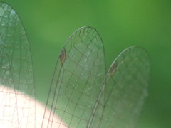 Cyanallagma bonariense