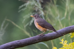 Turdus pelios