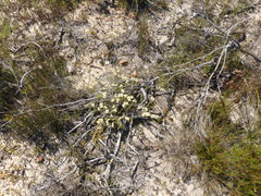 Achyranthemum paniculatum