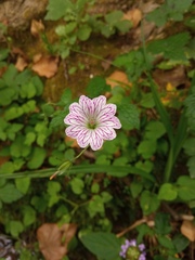Geranium versicolor