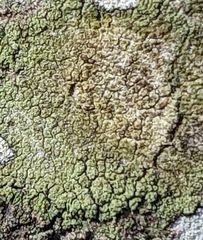 Lecanora strobilina