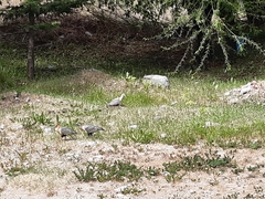 Theristicus melanopis