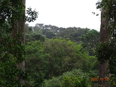 Poicephalus robustus