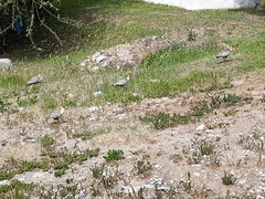 Theristicus melanopis