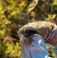 Thanatophilus lapponicus