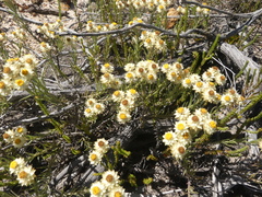 Achyranthemum paniculatum