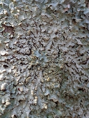 Punctelia caseana