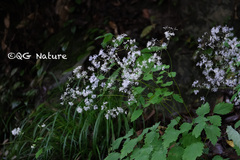 Thalictrum acutifolium
