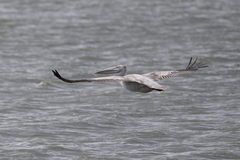 Pelecanus rufescens