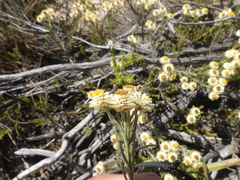 Achyranthemum paniculatum