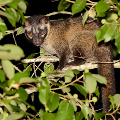 Paradoxurus philippinensis