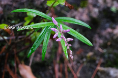 Salvia leucantha