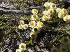 Achyranthemum paniculatum