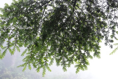 Tsuga chinensis