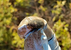 Thanatophilus lapponicus