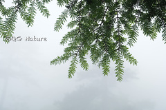 Tsuga chinensis