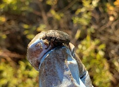 Thanatophilus lapponicus