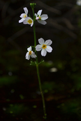 Hottonia palustris