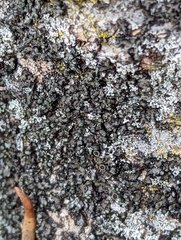 Hyperphyscia adglutinata