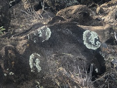 Flavoparmelia caperata