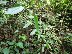 Olyra latifolia image