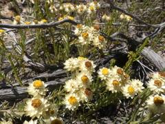 Achyranthemum paniculatum
