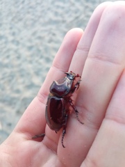 Oryctes nasicornis corniculatus