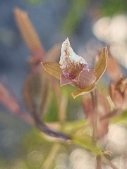 Eulophia lamellata