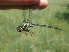 Rhionaeschna planaltica
