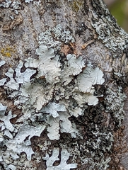 Parmotrema hypotropum