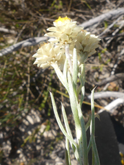 Achyranthemum paniculatum