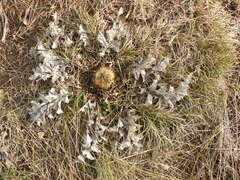 Carlina acanthifolia
