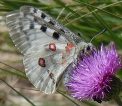 Parnassius apollo