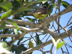 Pitangus sulphuratus