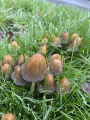 Coprinellus micaceus