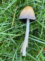 Coprinellus micaceus