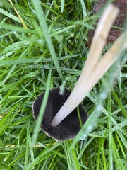 Coprinellus micaceus