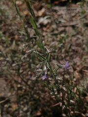 Loeselia coerulea
