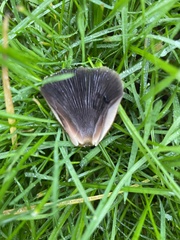 Coprinellus micaceus