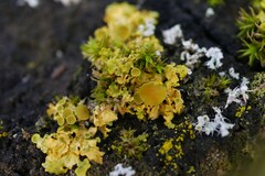 Polycauliona polycarpa
