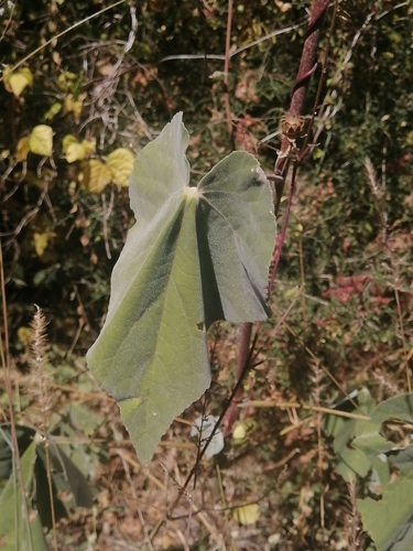 Image of Abutilon reventum by (c) Erick Vélez Sánchez, some rights reserved (CC BY)