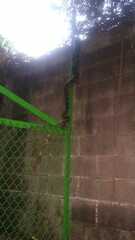 Malayopython reticulatus