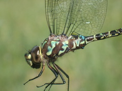 Rhionaeschna planaltica