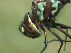 Rhionaeschna planaltica