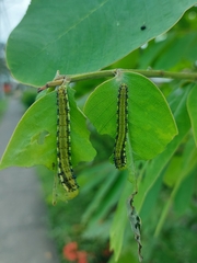 Phoebis philea