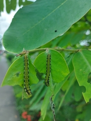 Phoebis philea