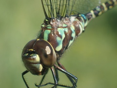 Rhionaeschna planaltica